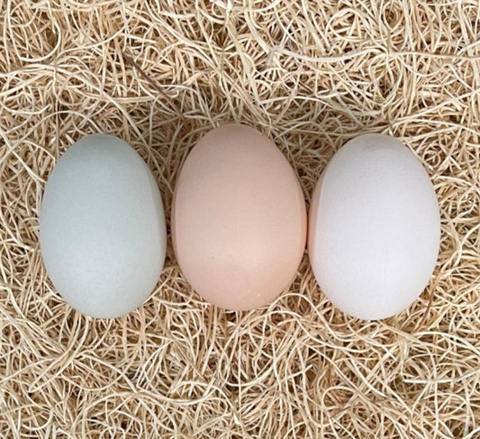 Bantam fertilised eggs