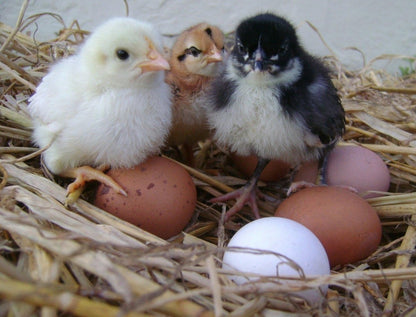 Bantam fertilised eggs